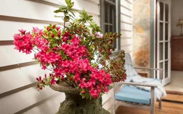 A Winter Rose - photo 3