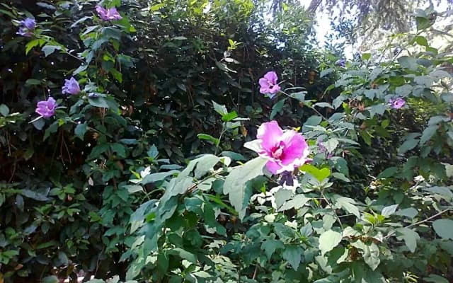 B&B Appia Felis - photo 2
